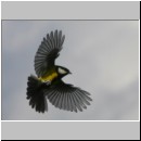 Parus major - Kohlmeise 03.jpg